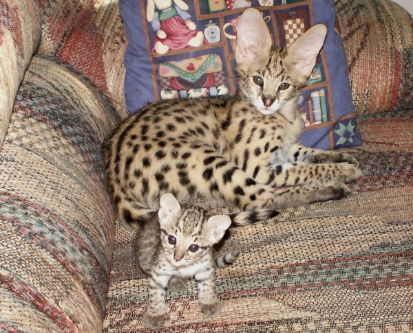Serval Cats - African Serval Cat Care, and Serval Cats as Pets, Wild Cats